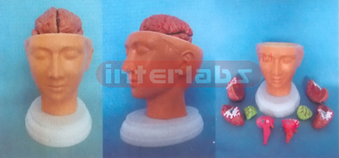 DELUXE HEAD MODEL WITH PINKISH BRAIN (9 PCS)